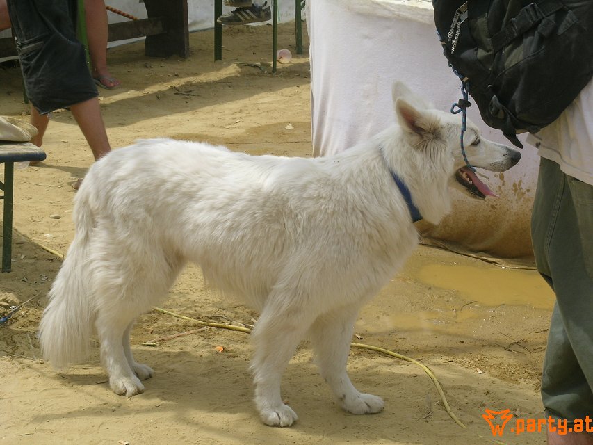 Bild 93