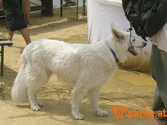 Bild 93