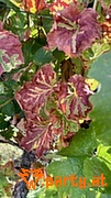 Bild 28